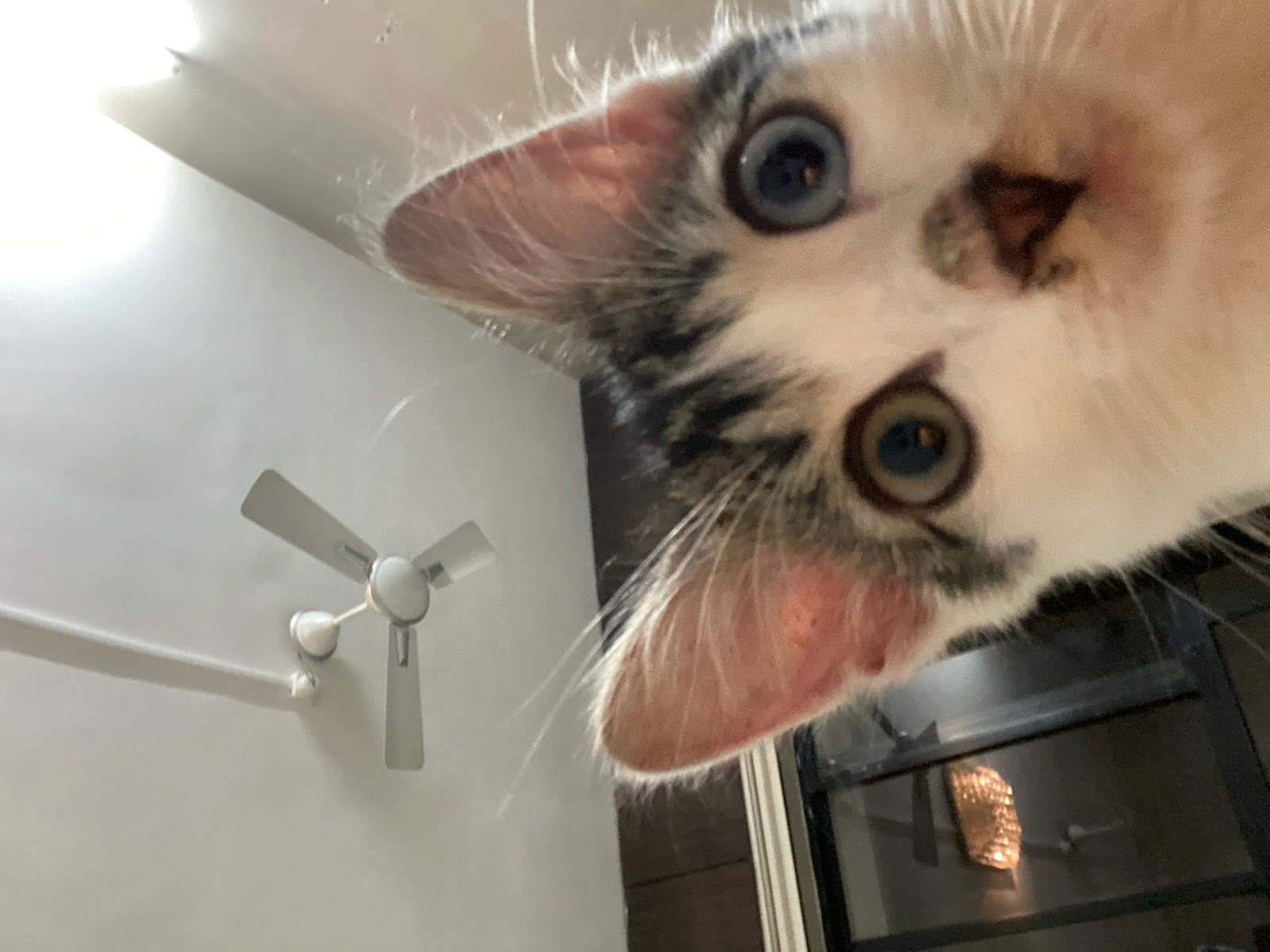 caught by the 
goblin