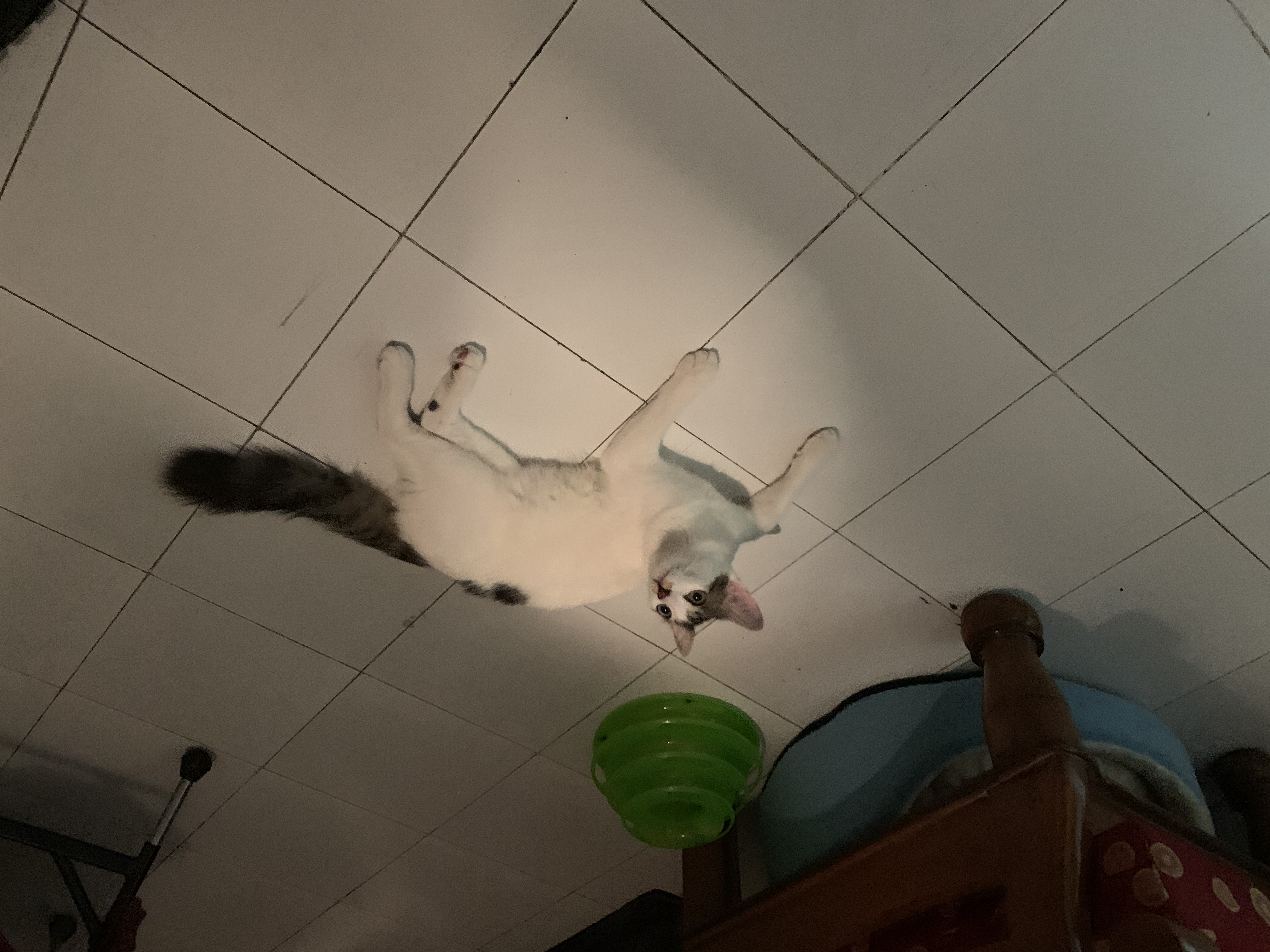 he is the 
chosen one