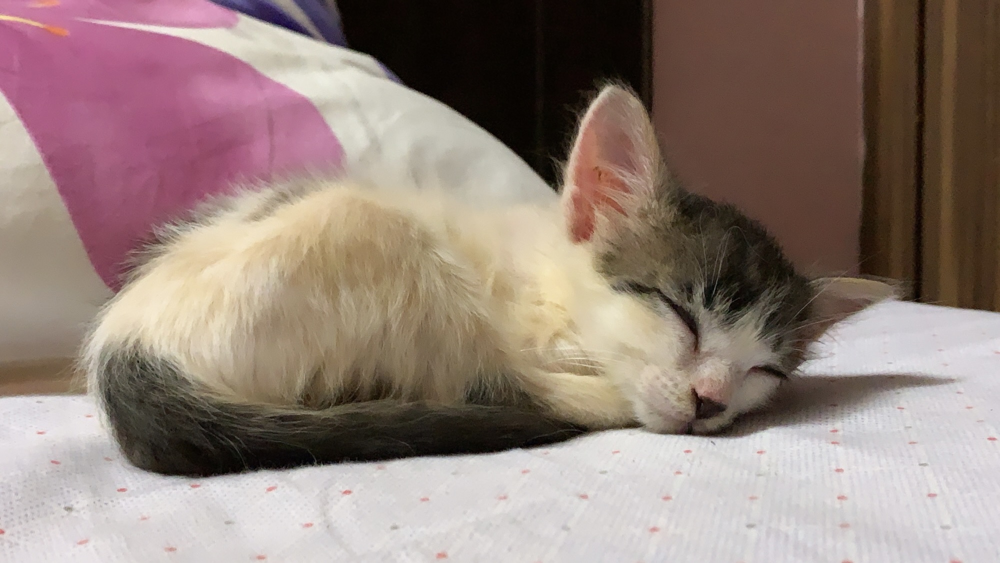 the little 
goblin sleeping