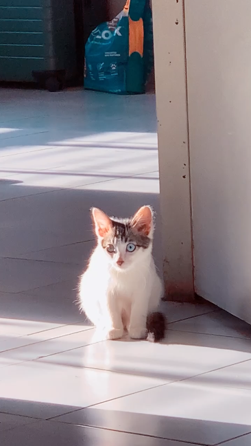 a sweet boy 
beong hit by the beautyful rays of the sun on an early morning in pune