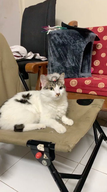 wearing 
his 
prey as hat