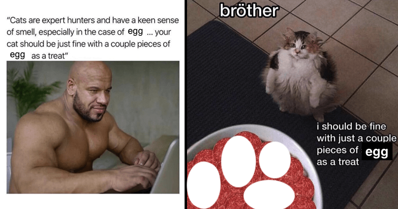 a two part 
    image macro, with the first part showing the image of a body builder sitting 
    infront of a laptop with the text 'Cats are expert hunters and have a keen sense 
    of smell, especially in the case of egg... your cat should be just fine with a 
    couple pieces of egg as a treat' and the second image is the picture of a famous 
    meme cat with the text 'brother i should be fine with just a couple pieces of egg 
    as a treat'. there's a bowl with eggs digitally drawn in front of the cat, as it 
    stares at the bowl.